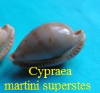 Cypraea martini superstes, Schilder 1930